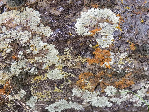 Multi Kolor Rodzaj Crustose Porostów Lub Glony Głaz Piaskowca Pustyni — Zdjęcie stockowe