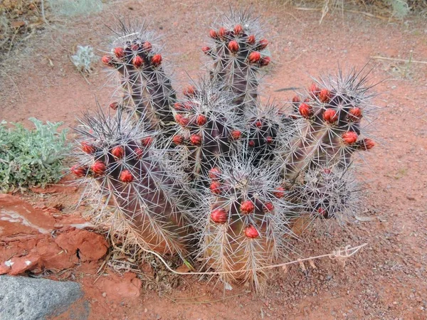 Close Macro View Barrel Cactus Echinocactus Grusonii Plant George Utah — Stock Photo, Image