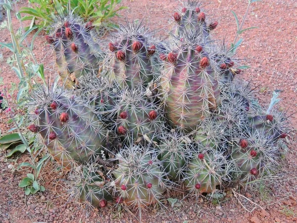 Close Vista Macro Planta Cacto Barril Echinocactus Grusonii Perto George — Fotografia de Stock