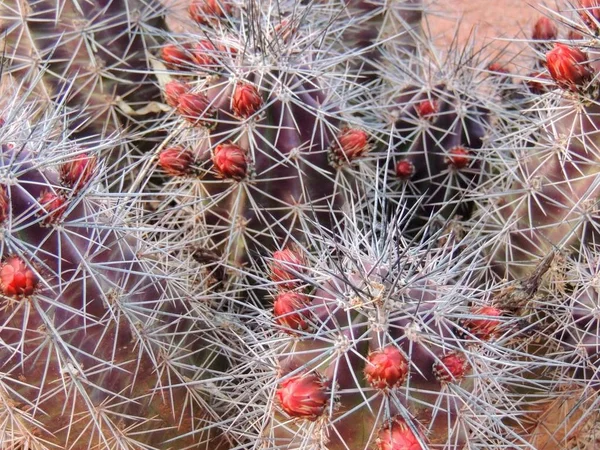 Nahaufnahme Makroaufnahme Der Tonnenkakteen Echinocactus Grusonii Pflanze Der Nähe Von — Stockfoto