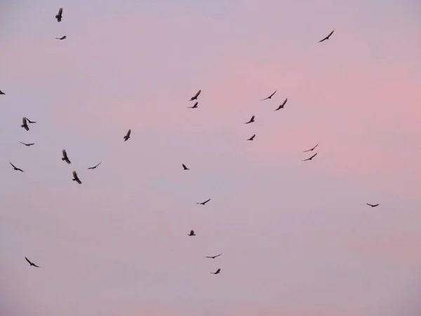 Vautours Turquie Cathartes Aura Aves Cathartidae Buzzards Planant Coucher Soleil — Photo