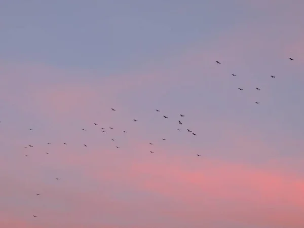 Turkey Vultures Cathartes Aura Aves Cathartidae Buzzards Soaring Sunset George — Stock Photo, Image