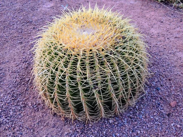 Close Macro Vista Golden Barrel Cactus Echinocactus Grusonii Planta Perto — Fotografia de Stock