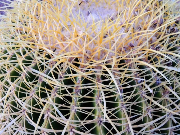 세인트 미국에서 선인장 Echinocactus Grusonii 식물의 매크로 — 스톡 사진