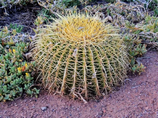 Close Macro Vista Golden Barrel Cactus Echinocactus Grusonii Planta Perto — Fotografia de Stock