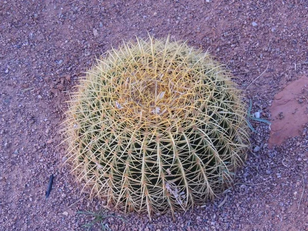 Close Macro Vista Golden Barrel Cactus Echinocactus Grusonii Planta Perto — Fotografia de Stock