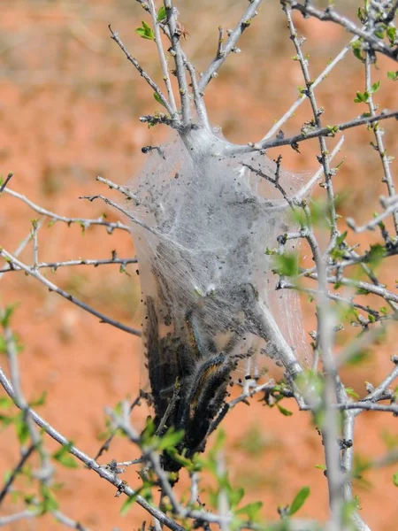 Eggs and Mature larvae, Western Tent caterpillars which are moderately sized caterpillars, or moth larvae, genus Malacosoma, family Lasiocampidae in their silk web tent in Red Cliffs Desert Reserve, National Conservation Area, St George, Utah, USA.