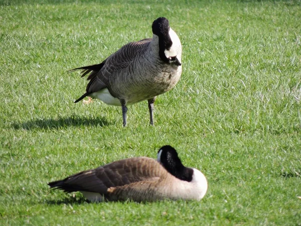 Gansos Salvajes Canadienses Que Acicalan Prado Mordisqueando Hierba Hierba Jugosa — Foto de Stock