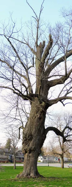 Alter Ramponierter Großer Baum Garfield Park Bean Creek Indianapolis Indiana — Stockfoto