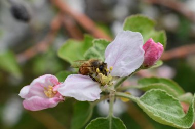 Beyaz elma çiçeği çiçek bal arı bahar makroda, yakın çekim, arı polen ve nektar toplar. Elma ağacı tomurcukları, bahar arka planda South Jordan, Utah, ABD.