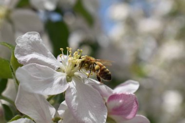Beyaz elma çiçeği çiçek bal arı bahar makroda, yakın çekim, arı polen ve nektar toplar. Elma ağacı tomurcukları, bahar arka planda South Jordan, Utah, ABD.