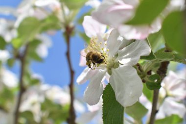 Beyaz elma çiçeği çiçek bal arı bahar makroda, yakın çekim, arı polen ve nektar toplar. Elma ağacı tomurcukları, bahar arka planda South Jordan, Utah, ABD.