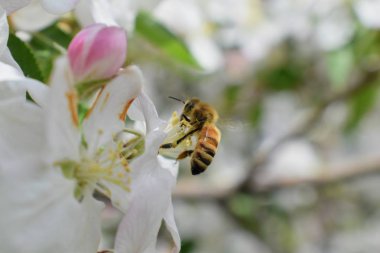 Beyaz elma çiçeği çiçek bal arı bahar makroda, yakın çekim, arı polen ve nektar toplar. Elma ağacı tomurcukları, bahar arka planda South Jordan, Utah, ABD.