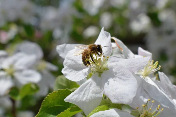 Honey Bee Macro Springtime White Apple Blossom Flowers Close Bee — Stock Photo, Image