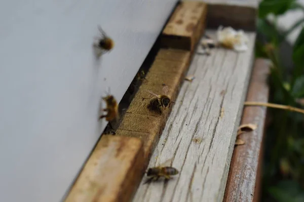 Arılar Açık Kovan Giriş Makro Yakın Çekim Arı Kovanı Için — Stok fotoğraf