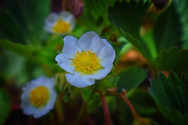 Makro Närbild Enda Strawberry Blossom Suddigt Och Fokus Bakgrund Cottage — Stockfoto