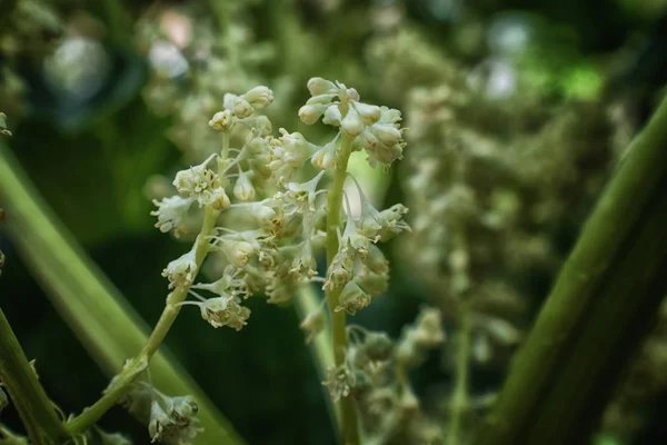 Makro Çekim Ravent Çiçek Bitki Rheum Rhabarbarum Çiçeği Içinde Çilek — Stok fotoğraf