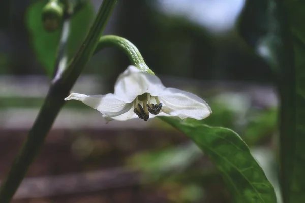 Paprika Bílá Květina Zelenými Listy Makro Zblízka Střílel Zobrazující Detail — Stock fotografie