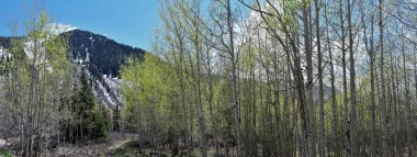 Panoramik sayısı Wasatch açık Rocky Dağları'nın kar, çam ağaçları erime ve Utah Quaking Aspen tomurcuklanma ile erken Bahar küçük Cottonwood kanyonda üzerinden.