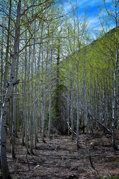 Panoramablick Auf Die Felsigen Berge Vor Der Wespe Von Der — Stockfoto