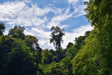Phuket Tayland yakınlarındaki ada, mavi, turkuaz ve yeşil okyanuslar, dağlar, kayıklar, mağaralar, ağaçlar Tayland 'da tatil köyü. Phi Phi, Ko Rang Yai, Ko Li Pe ve diğer adalar da dahil. Asya.