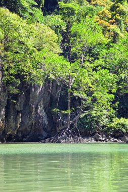Phuket Tayland yakınlarındaki ada, mavi, turkuaz ve yeşil okyanuslar, dağlar, kayıklar, mağaralar, ağaçlar Tayland 'da tatil köyü. Phi Phi, Ko Rang Yai, Ko Li Pe ve diğer adalar da dahil. Asya.