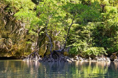 Phuket Tayland yakınlarındaki ada, mavi, turkuaz ve yeşil okyanuslar, dağlar, kayıklar, mağaralar, ağaçlar Tayland 'da tatil köyü. Phi Phi, Ko Rang Yai, Ko Li Pe ve diğer adalar da dahil. Asya.