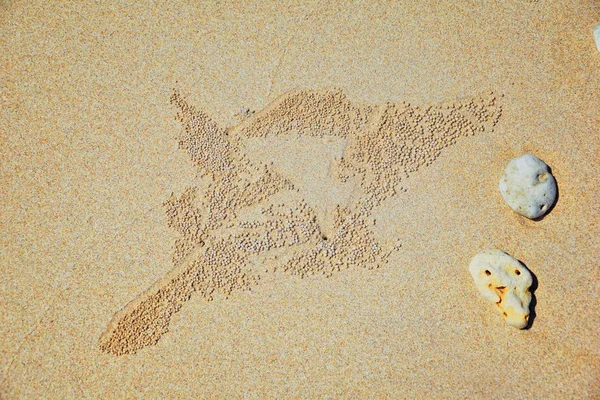 Sandbubblare Krabba Abstrakta Mönster Bollar Sand Stranden Släktena Scopimera Och — Stockfoto