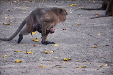 Macaque uzun kuyruklu maymun, Phuket kasabasında nehir boyunca oturan yakın plan bir portre. Macaca cinsi, Tayland 'ın Cercopithecinae alt familyasından bir maymun cinsidir. Asya.