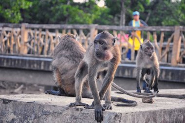 Macaque uzun kuyruklu maymun, Phuket kasabasında nehir boyunca oturan yakın plan bir portre. Macaca cinsi, Tayland 'ın Cercopithecinae alt familyasından bir maymun cinsidir. Asya.