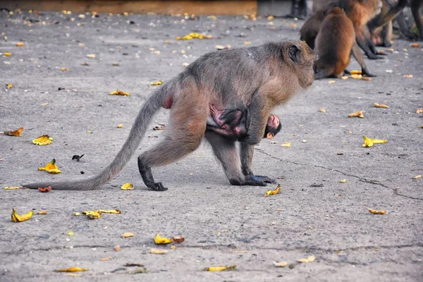 마카크긴 마을에 근접촬영 Macaca 타이에서 원숭이 Subfamily Cercopithecinae 구성한다 아시아 — 스톡 사진