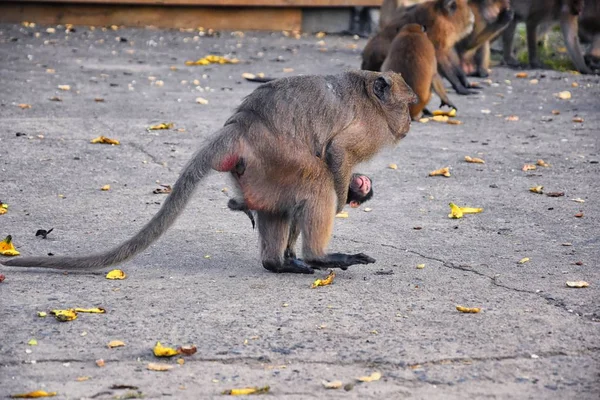 Makaken Mit Langen Schwänzen Porträt Großaufnahme Der Stadt Phuket Entlang — Stockfoto