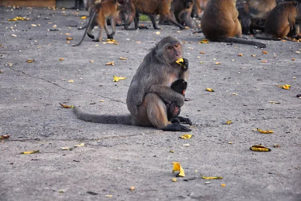 Macaque Lange Staart Aap Close Portret Zittend Phuket Stad Langs — Stockfoto