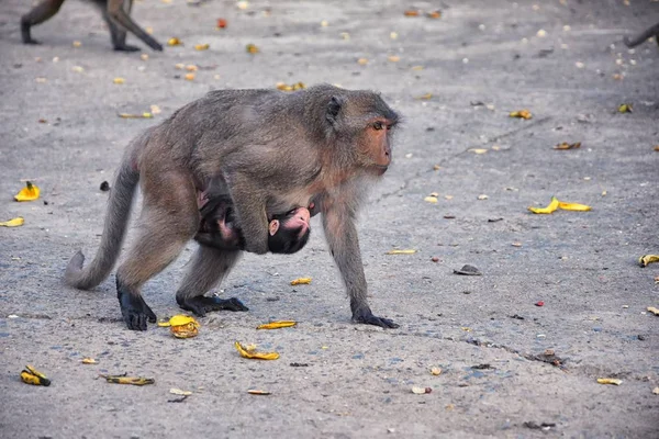 Macaque Long Singe Queue Longue Portrait Rapproché Assis Dans Ville — Photo