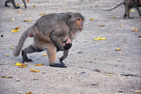 Macaque Long Singe Queue Longue Portrait Rapproché Assis Dans Ville — Photo