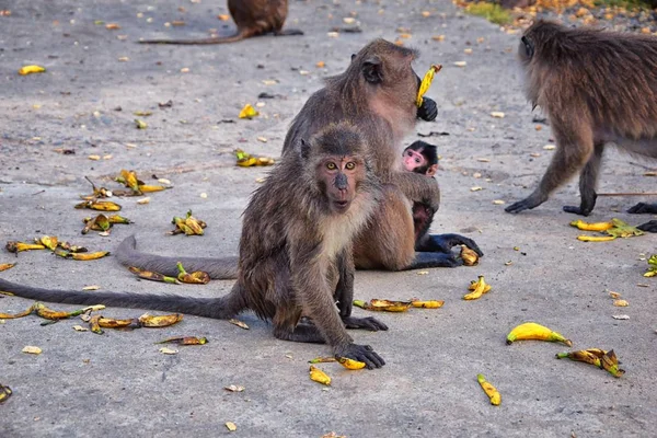 Macaque Lange Staart Aap Close Portret Zittend Phuket Stad Langs — Stockfoto