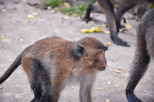 Macaque Long Singe Queue Longue Portrait Rapproché Assis Dans Ville — Photo