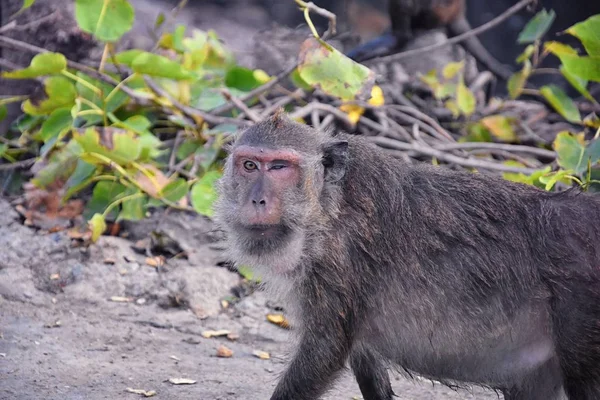 Macaque Long Singe Queue Longue Portrait Rapproché Assis Dans Ville — Photo