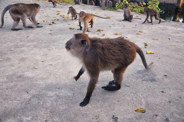 Makaken Mit Langen Schwänzen Porträt Großaufnahme Der Stadt Phuket Entlang — Stockfoto