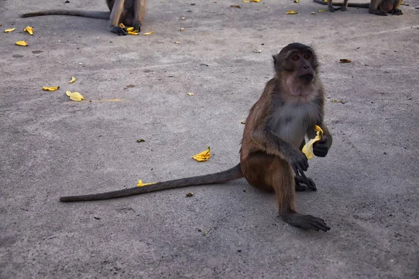 Macaque Long Tailed Monkey Close Portrait Sitting Phuket Town River — Stock Photo, Image