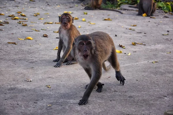 Macaque Uzun Kuyruklu Maymun Phuket Kasabasında Nehir Boyunca Oturan Yakın — Stok fotoğraf