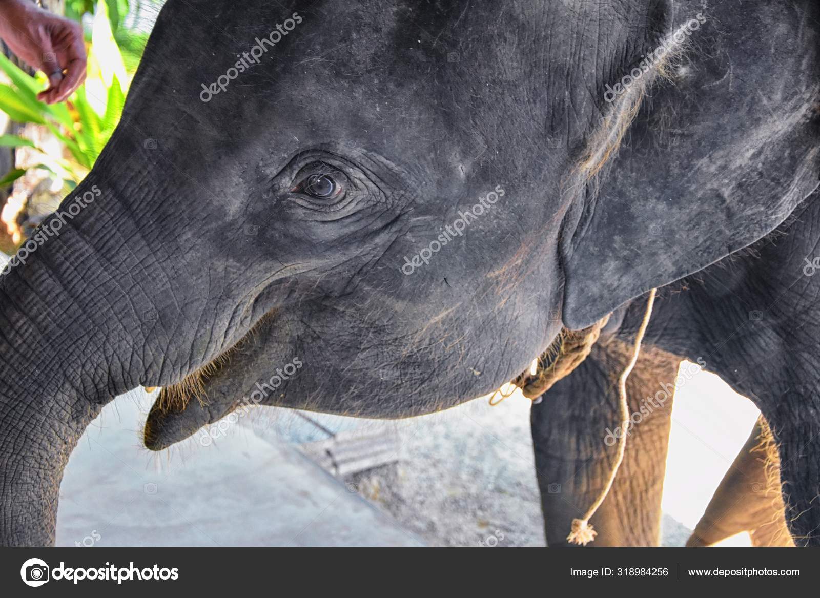 Bebe Elephant Elephas Maximus Sauve Guerison Reintroduire Dans Nature Vue Image Libre De Droit Par Jeremyarnica C