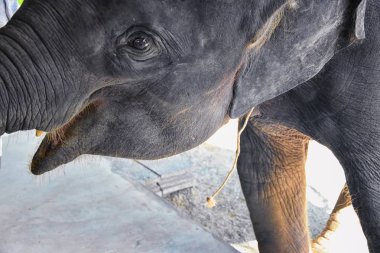 Yavru fil, Elephas Maximus, kurtarıldı, vahşi doğaya yeniden sokulmak için iyileşti, koruma altındaki parka yakın görüş Phuket, Tayland 'daki otçul hayvan. Asya.