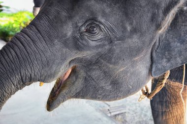 Yavru fil, Elephas Maximus, kurtarıldı, vahşi doğaya yeniden sokulmak için iyileşti, koruma altındaki parka yakın görüş Phuket, Tayland 'daki otçul hayvan. Asya.
