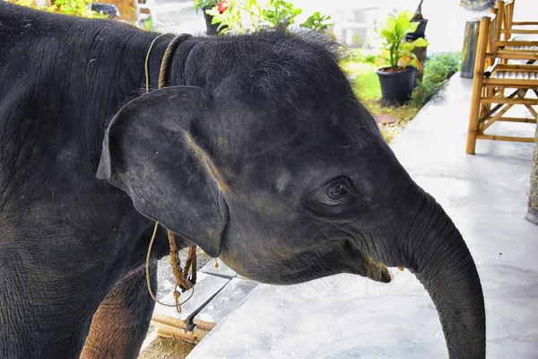 Słoń Elephas Maximus Uratowany Uzdrowienie Być Przywrócone Dziczy Widok Bliska — Zdjęcie stockowe