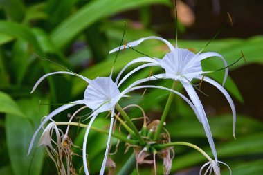 Beyaz Crinum Latifolium Lily çiçeği, Amaryllidaceae familyasından uzun ömürlü bitkiler, Tayland 'da Phuket' te yetişen plajın kıyısındaki tropik tatil yerindeki gibi narin bir örümcek. Asya.