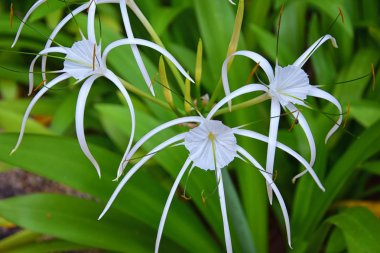 Beyaz Crinum Latifolium Lily çiçeği, Amaryllidaceae familyasından uzun ömürlü bitkiler, Tayland 'da Phuket' te yetişen plajın kıyısındaki tropik tatil yerindeki gibi narin bir örümcek. Asya.