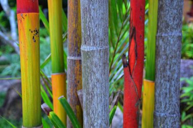 Bambu ormanları. Çok renkli parlak kırmızı, yeşil, turuncu, sarı bambu bitkisi. Tayland, Phuket 'teki tatil beldesinde ağaçtaki bambu ağaçları. Asya.
