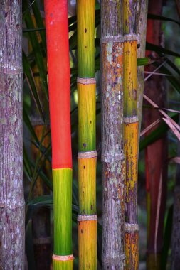 Bambu ormanları. Çok renkli parlak kırmızı, yeşil, turuncu, sarı bambu bitkisi. Tayland, Phuket 'teki tatil beldesinde ağaçtaki bambu ağaçları. Asya.