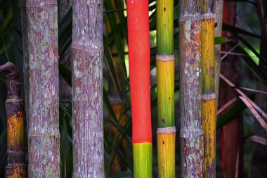 Bambu ormanları. Çok renkli parlak kırmızı, yeşil, turuncu, sarı bambu bitkisi. Tayland, Phuket 'teki tatil beldesinde ağaçtaki bambu ağaçları. Asya.